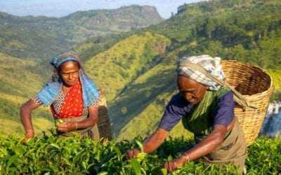 Visit Sri Lanka’s Tea Plantations