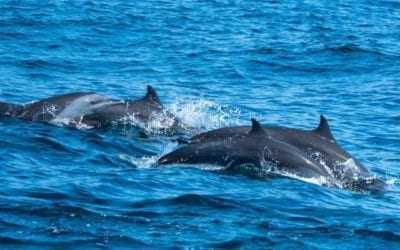 Dolphin watching like nowhere else in the world