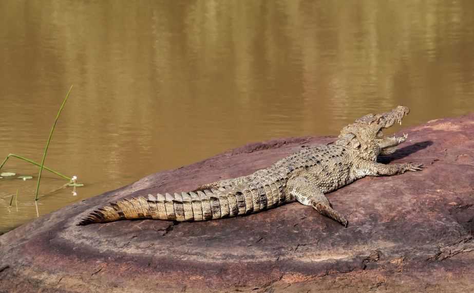 A collection of Sri Lankan wildlife snaps