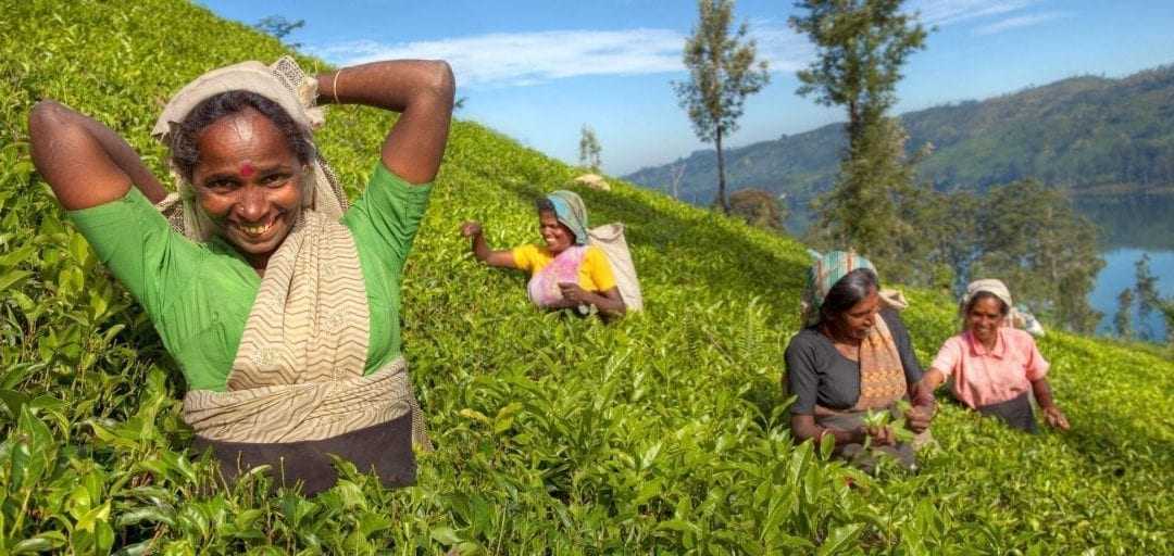 Celebrating 150 years of Sri Lankan tea!