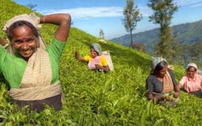 Celebrating 150 years of Sri Lankan tea!