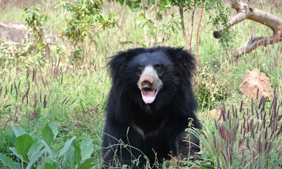 Yala National Park re-opens in October