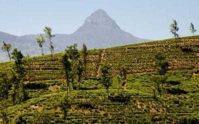 Adam’s Peak Pilgrimage Climb in Sri Lanka