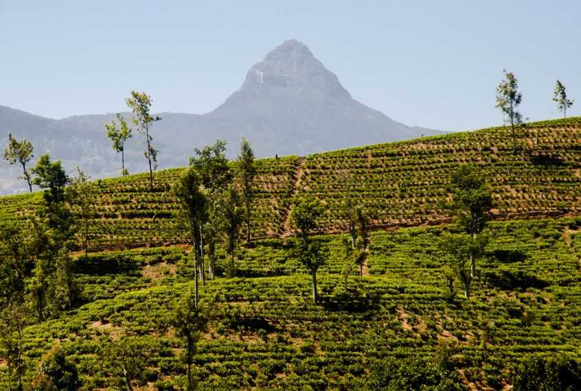 Adam’s Peak Pilgrimage Climb in Sri Lanka