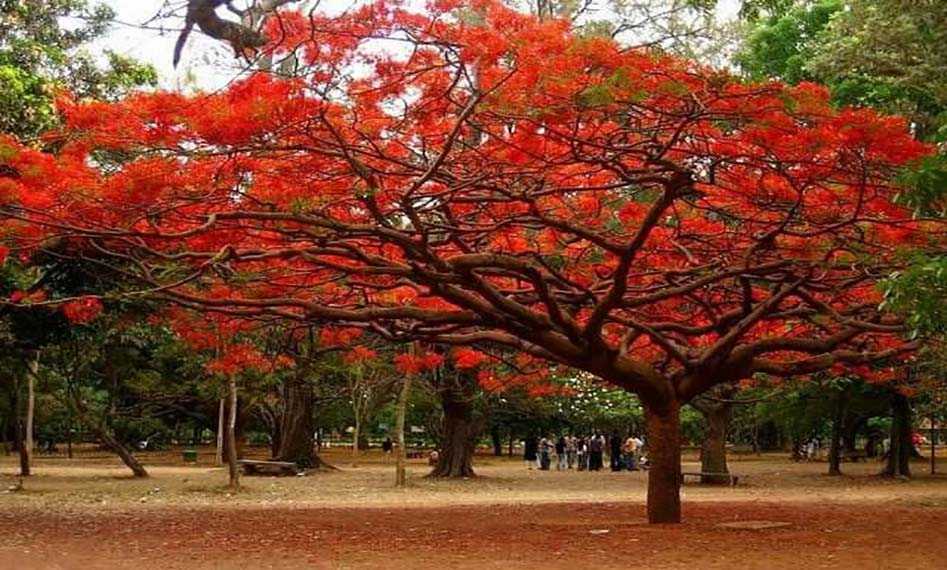 Flame of the forest would come in to flower around mid