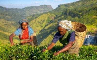 Visiting the tea plantations of Sri Lanka