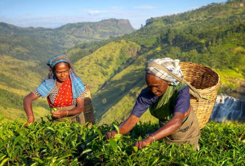 Visiting the tea plantations of Sri Lanka