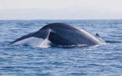 Whale Watching in Sri Lanka