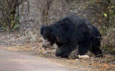 The month of the Sloth Bear