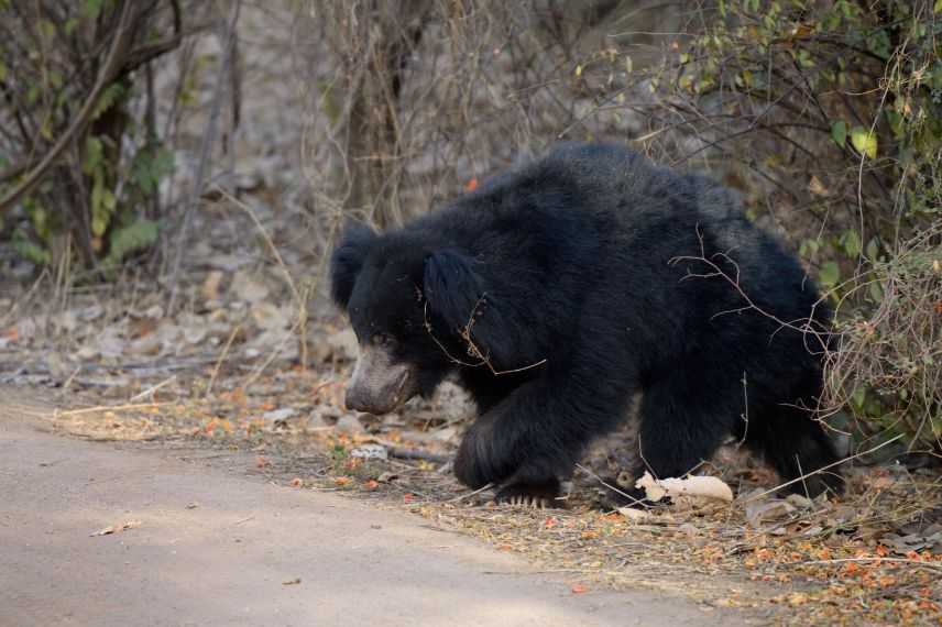 The month of the Sloth Bear