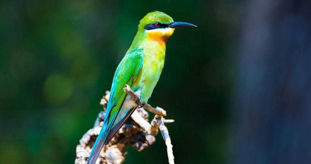 Bird watching in Sri Lanka