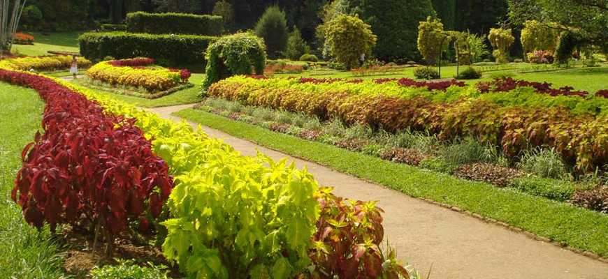 Peradeniya Botanical Garden