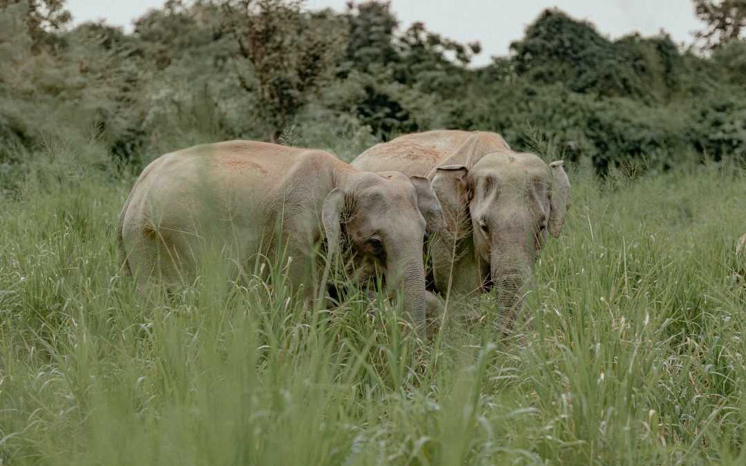 Sri Lanka’s Endemics