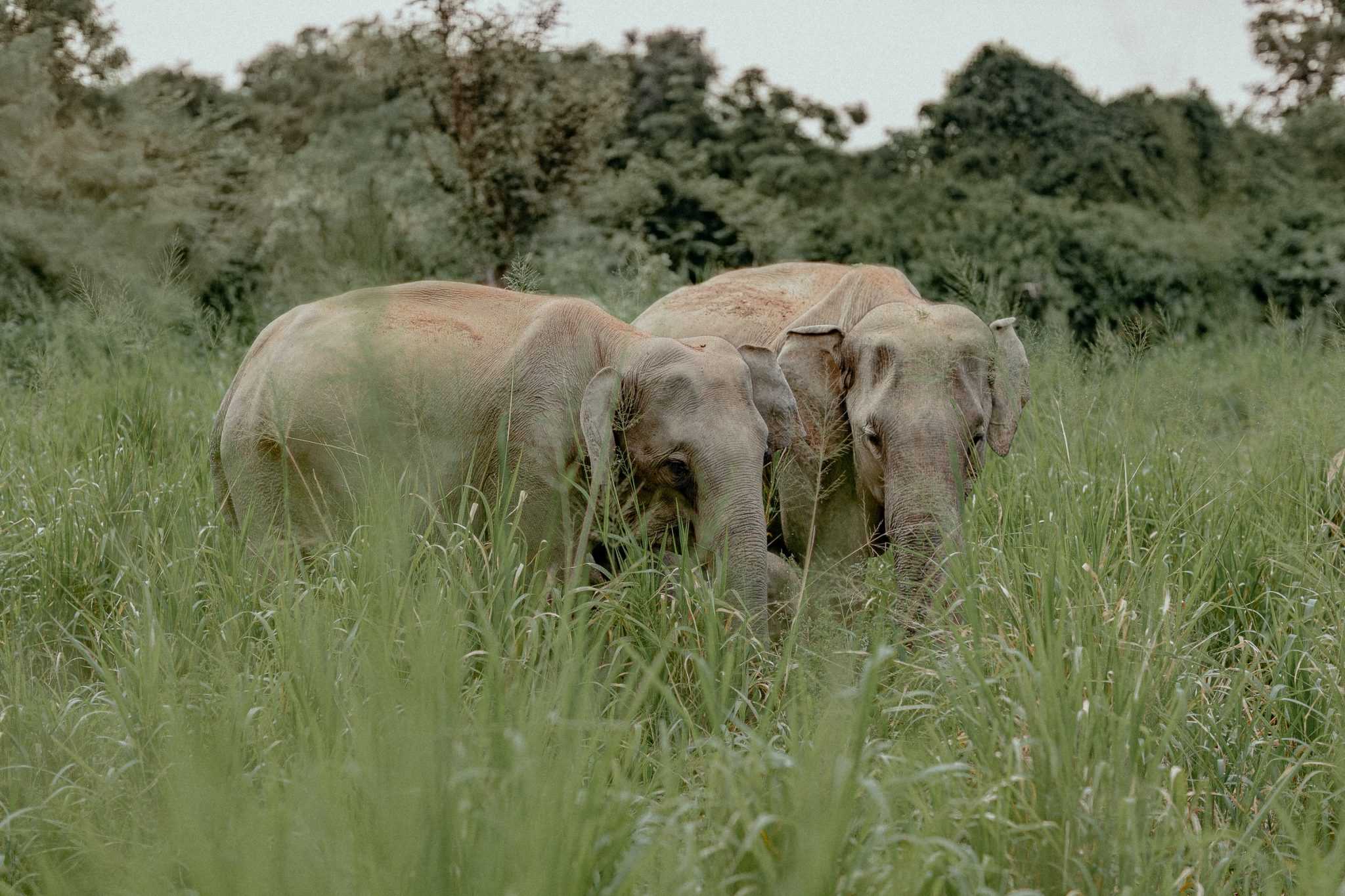 Sri Lanka’s Endemics