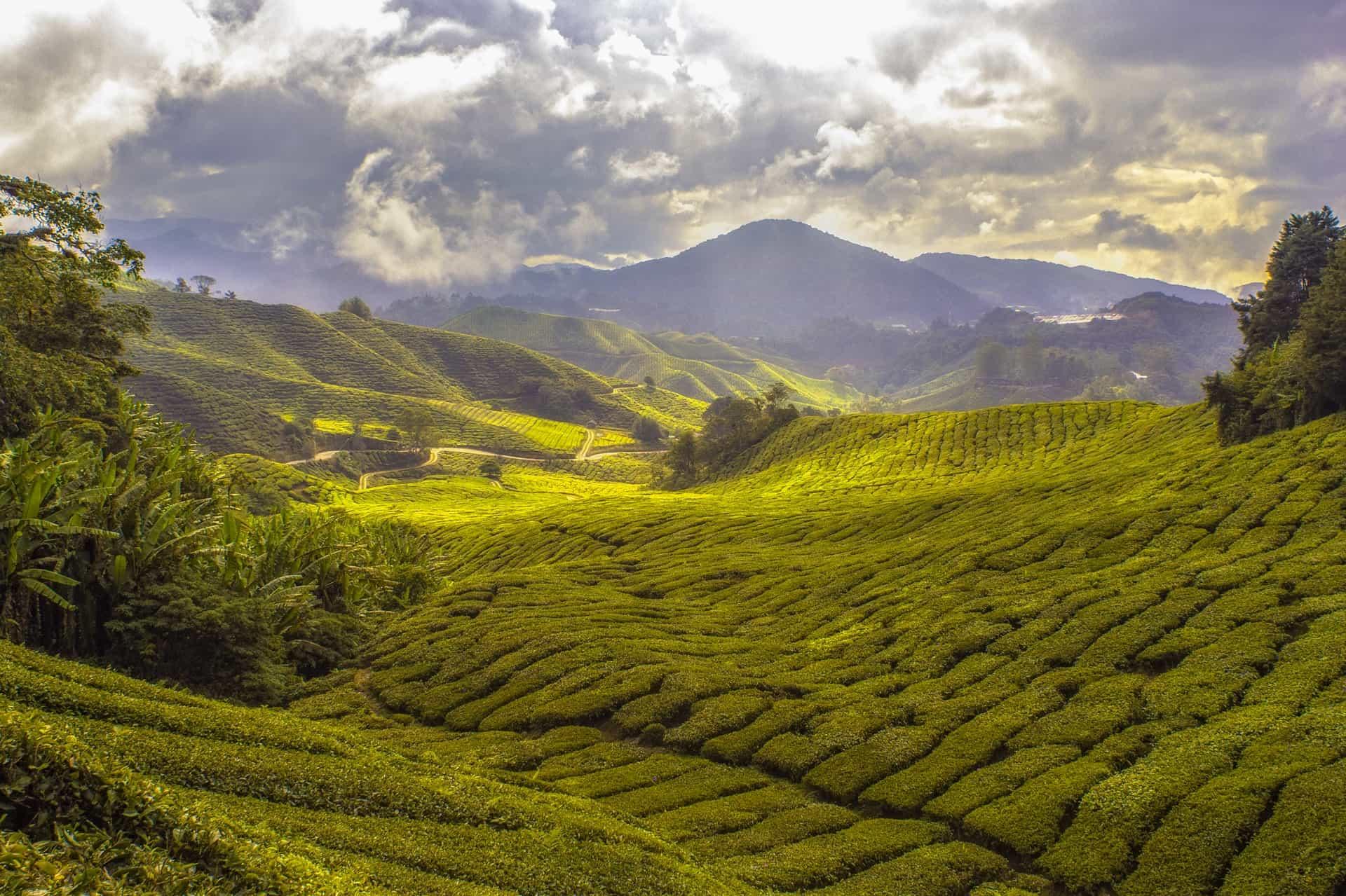 Visit the Tea plantation in Sri Lanka