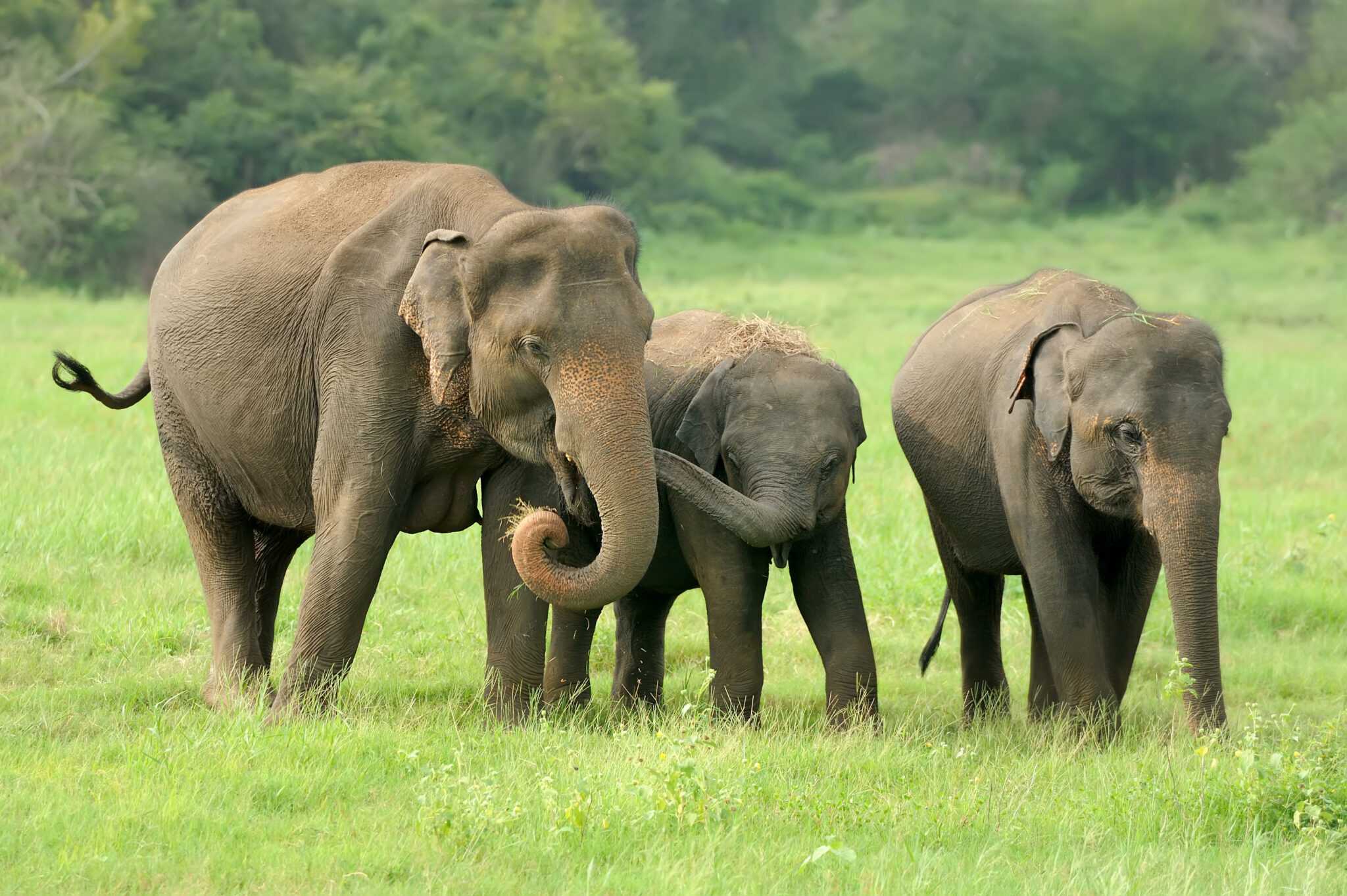 Elephants in Sri Lanka