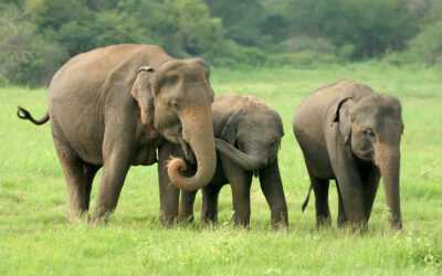 Elephants in Sri Lanka