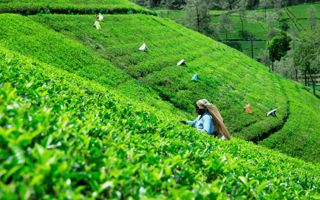 Sri Lanka’s Tea Culture and Tasting Experiences