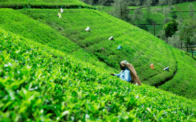 Sri Lanka’s Tea Culture and Tasting Experiences