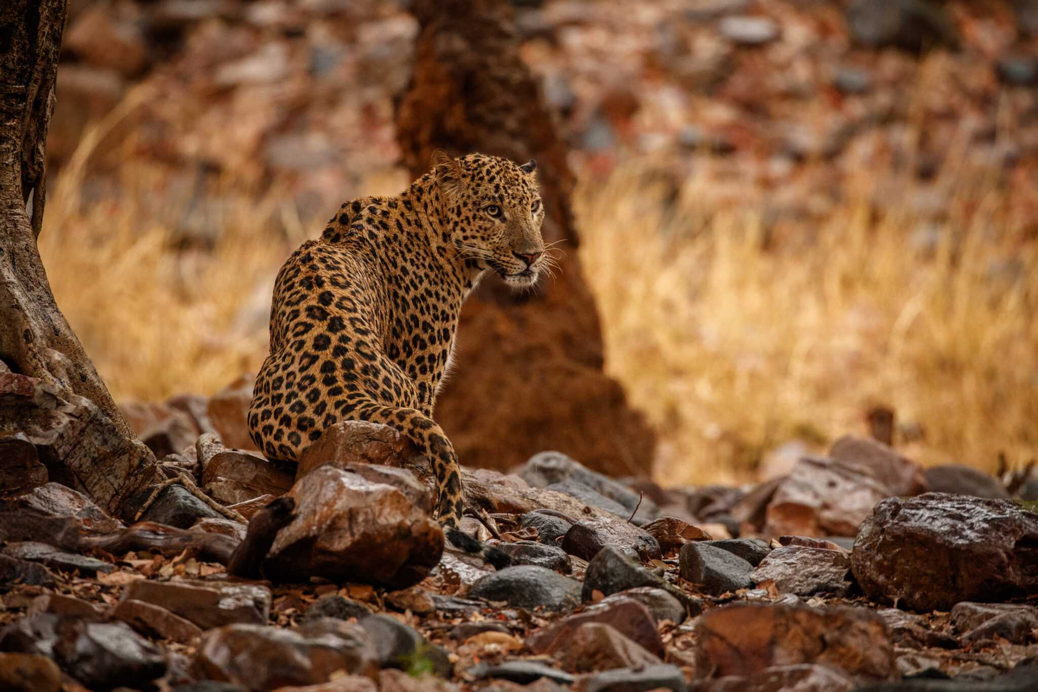 Preserving Sri Lanka’s Threatened Wildlife