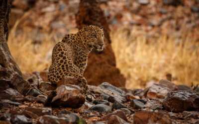 Preserving Sri Lanka’s Threatened Wildlife