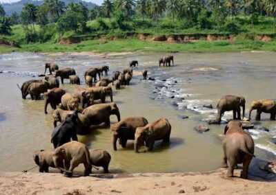 Group of elephants at a river in Sri Lanka.