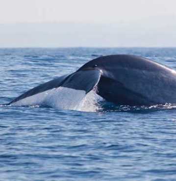 The Unique Travel Company family tour to Sri Lanka whale watching and boat riding images.