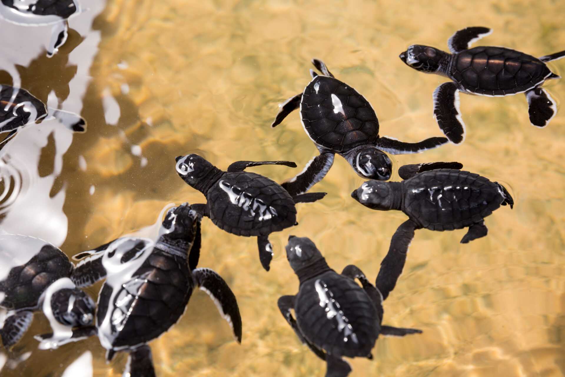 Embrace the Beauty of Sri Lanka’s Turtle Hatcheries with The Unique ...