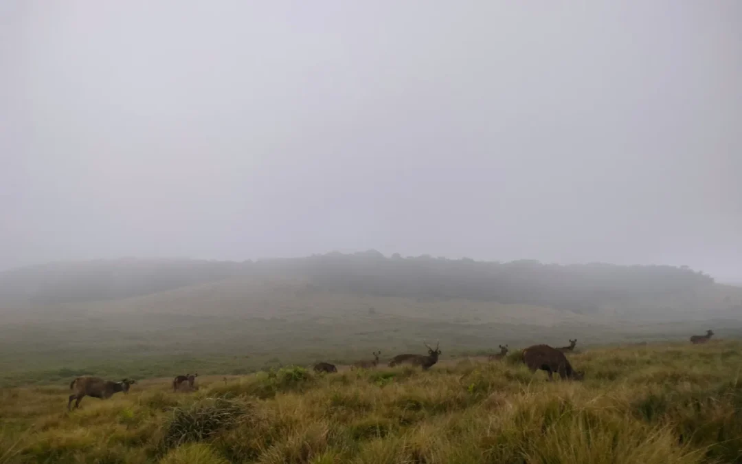Horton Plains: A Walk Through Sri Lanka’s Cloud Forest