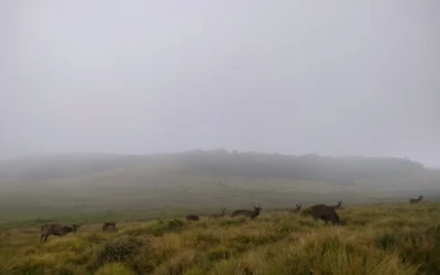 Horton Plains: A Walk Through Sri Lanka’s Cloud Forest