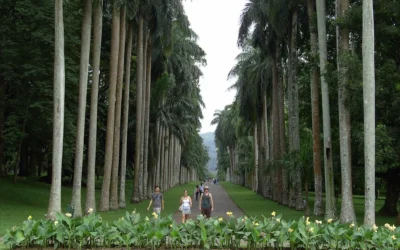 Day trip to the Royal Botanic Gardens in Kandy