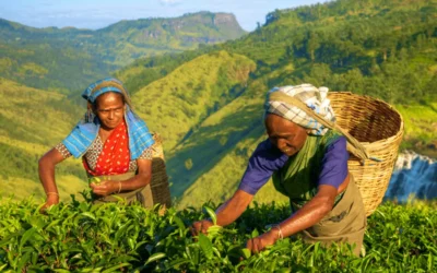 Visit Sri Lanka’s Tea Plantations