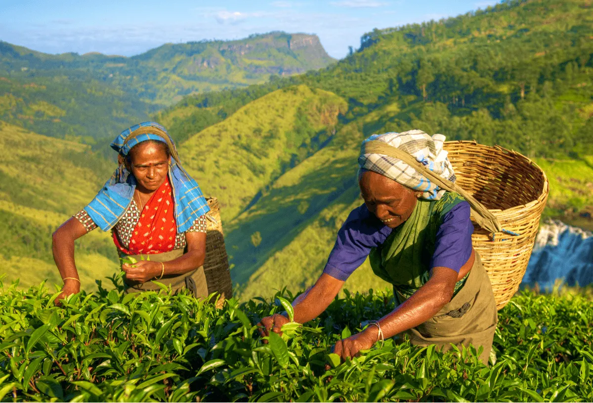 Visit Sri Lanka’s Tea Plantations