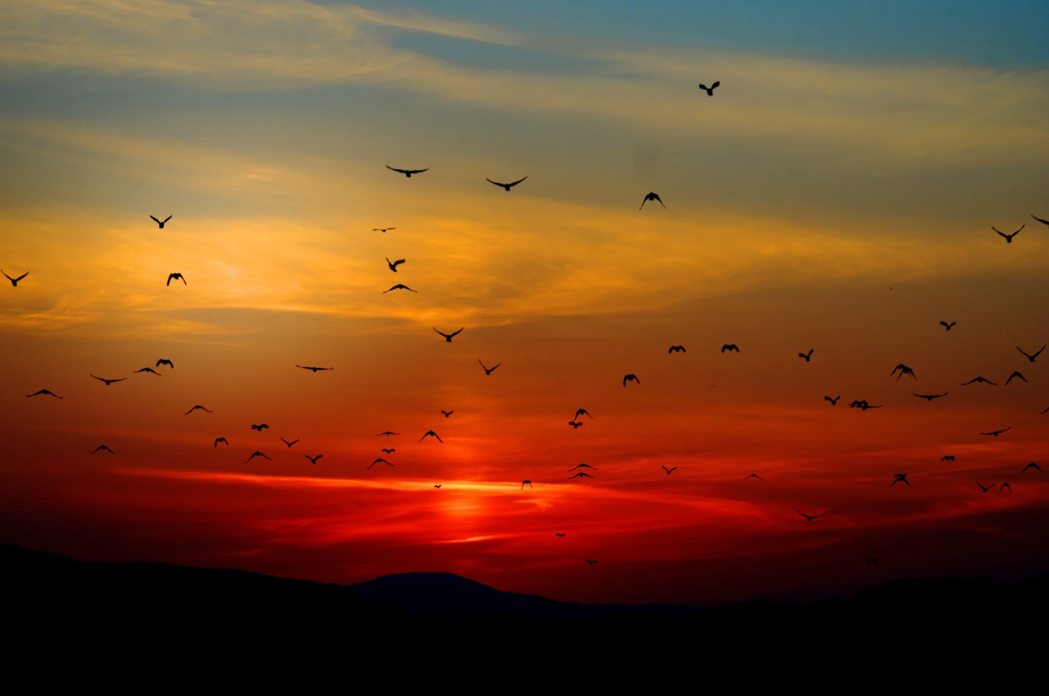 Exploring Sri Lanka’s Rich Bird Life